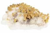 Yellow Calcite On Scolecite (Zeolite) Sprays - Maharashtra, India #195776-2